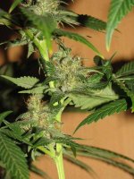 Purple Pakistan Citral Kush x China Yunnan #02 - 36day - 01.jpg