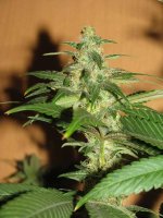 Purple Pakistan Citral Kush x China Yunnan #02 - 36day - 02.jpg