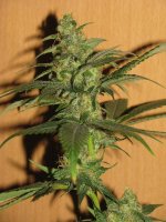 Purple Pakistan Citral Kush x China Yunnan #02 - 40day - 02.JPG.jpg