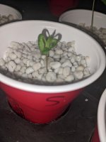 seedling1.jpg