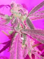 Day 62 of flowering 021.jpg