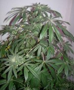 Day 62 of flowering 016.jpg