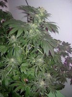 Day 62 of flowering 014.jpg