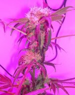 Day 62 of flowering 005.jpg