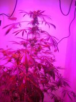 Day 62 of flowering 008.jpg