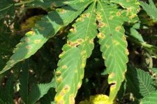 septoria-leaf-spot-of-hemp_figure-11-e1565180439662.jpg?w=600&ssl=1.jpg