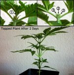 topping-marijuana-plant.jpg