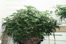 LST Training Repot to 15 gal 004 (Medium).jpg