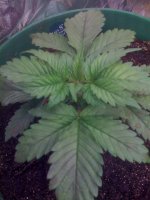 White Widow, at about 2 and a half Weeks Old