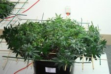 LST Training Repot to 15 gal 007 (Medium).jpg