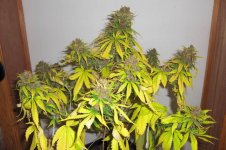 Kahuna Ripe Full Plant 2