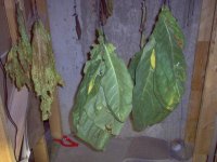 Two strains of tobacco. Zimmer Spanish on right, niccotiana rustica on left