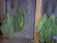 Tobacco hanging