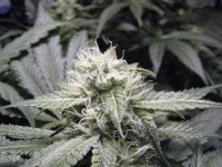 Week5 of flowering 052.jpg