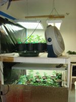 Veg room 001.JPG