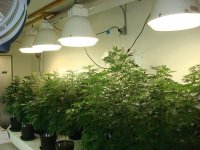 Veg room 004.jpg