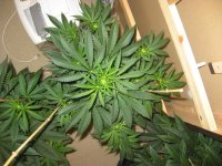 HK, SFD, SOUR OG PSD on December30th, 2010 006.jpg