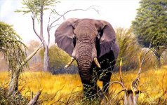 Botswana-elephant-final.jpg