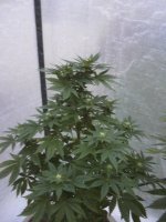 white widow update 2(2).jpg