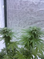 white widow update2(4).jpg