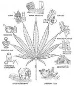 Cannabis-Benefits.jpg