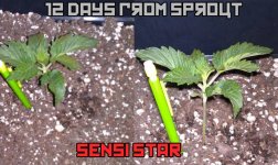 sensi_star_day_12.jpg