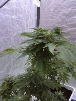 white widow update3.jpg