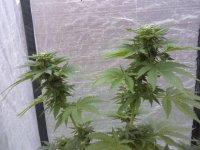 white widow update3 (1).jpg