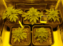 regular pots day 35 under 600w osram plantastar hid lamp.PNG