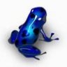 blue_frog