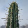 All Cacti Are Beautiful