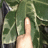 Camo Thumb