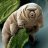 Tardigrade