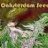 OAKSTERDAMSEEDS