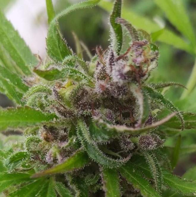 The Haze Hybrid Thread - International Cannagraphic Magazine Forums