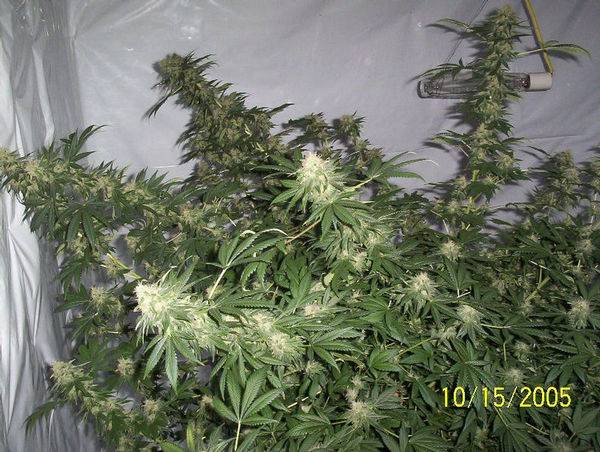 1483G-13_Plant_1-med.jpg