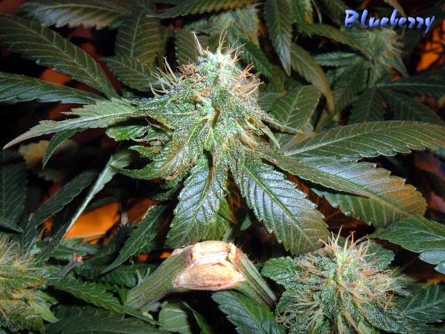 888blueberry-12_23.jpg