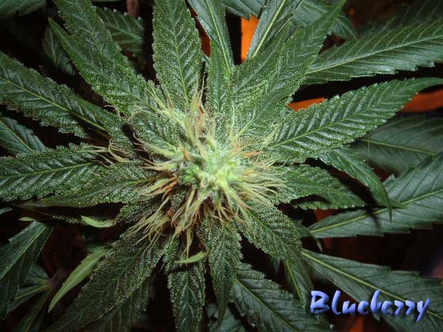 888blueberry2-12_23.jpg