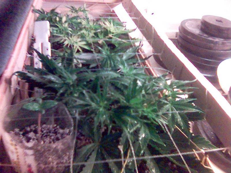 1003727_03_06-_2xC_99_Smal_Bagseed.jpg