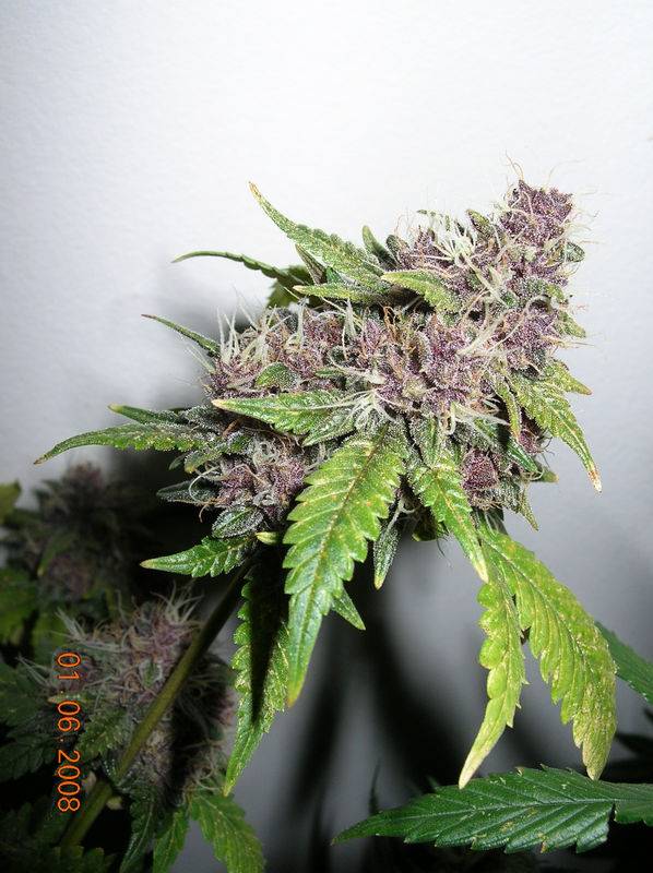 1007801-06-08_kodiak_gold_Purpl_Pheno_2.jpg