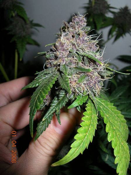 100781-04-08-Kodiak_Gold_Purple_Pheno_POTM_Winner_dont_hate_-med.jpg