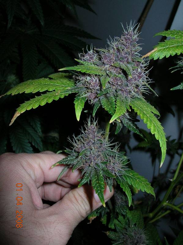 100781-04-08-Kodiak_Gold_Purple_Pheno_POTM_Winner_dont_hate_2.jpg