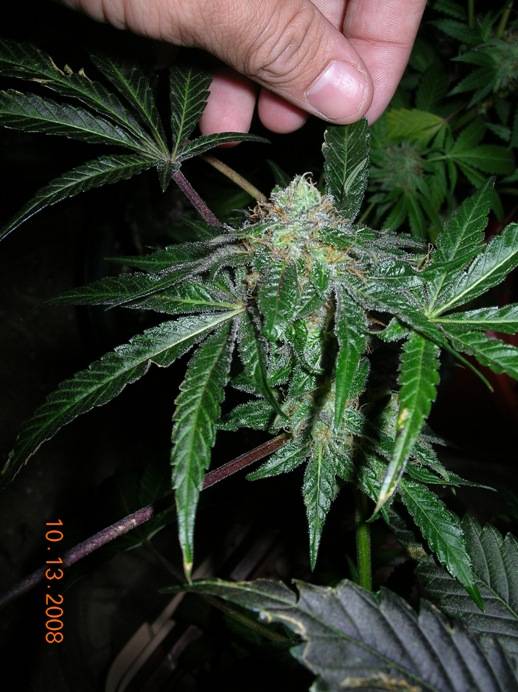 1007810-13-08_Alpha_Diesel_Water_Farm_53_days_side_buds.JPG