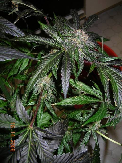 1007810-14-08_Alpha_Diesel_Water_Farm_side_bud.JPG