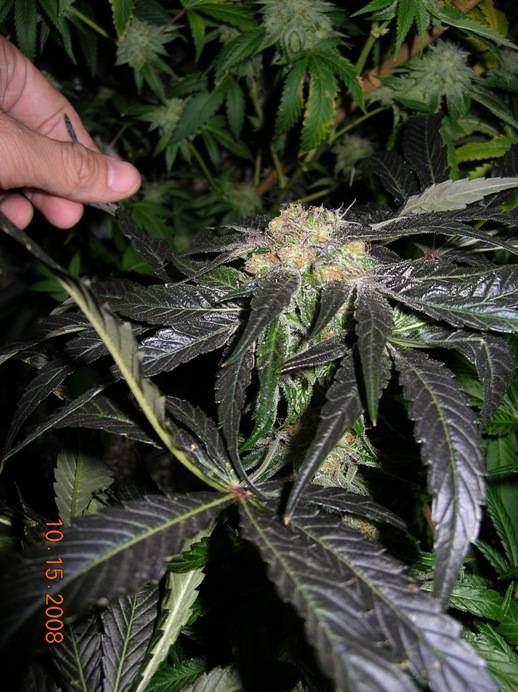 1007810-15-08_Alpha_Diesel_Water_Farm_side_bud_side_view.JPG