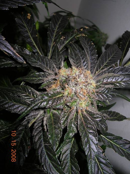 1007810-15-08_Alpha_Diesel_Water_Farm_top_bud_3.JPG