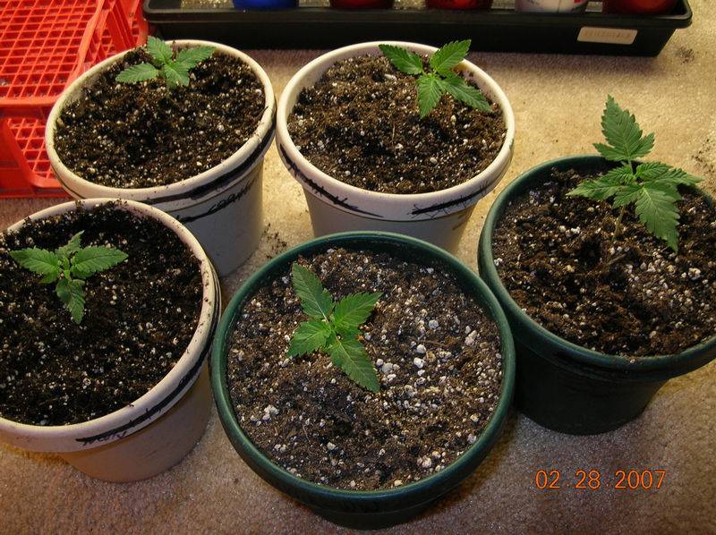 100782-28-07_Reservoir_Seeds_group.jpg