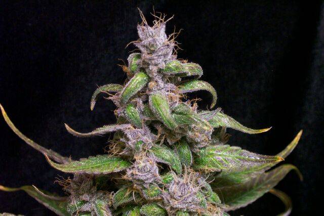 100F-13_61_days_bud_2x.jpg