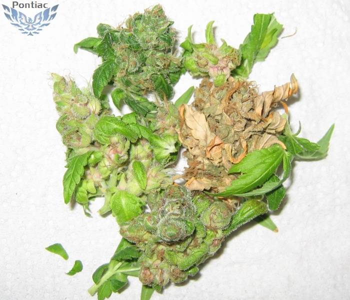 10152Bud_Samples.jpg