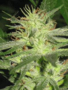 10749Electric_skunk_f3_3_.JPG